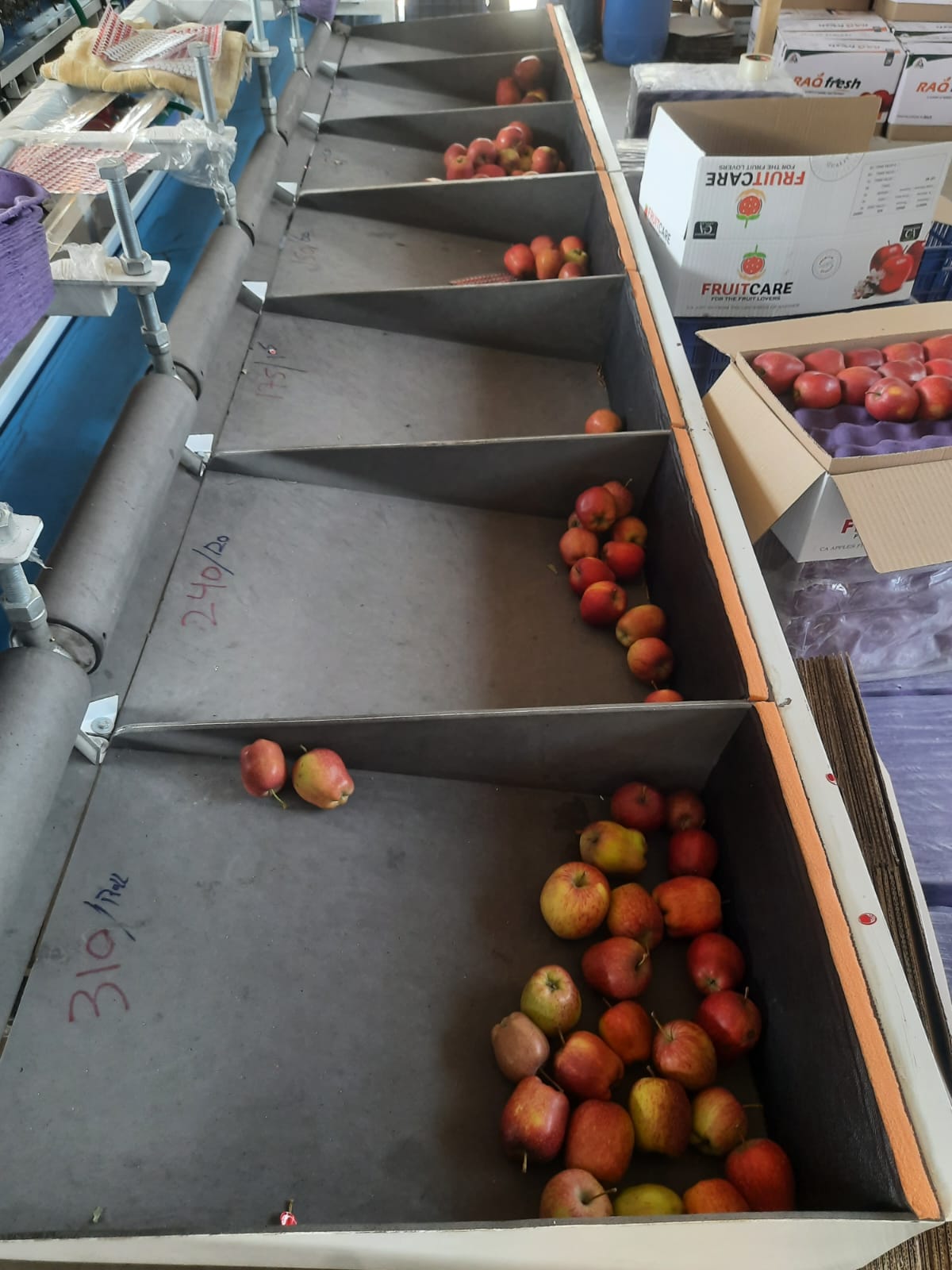 Sorting and grading Kashmir apples at a collection point