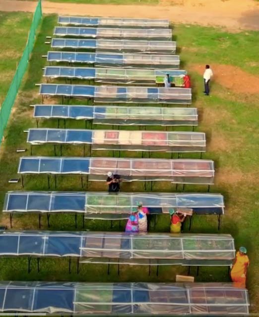 Aerial view of rows of solar dryers at the Dichpally drying yard
